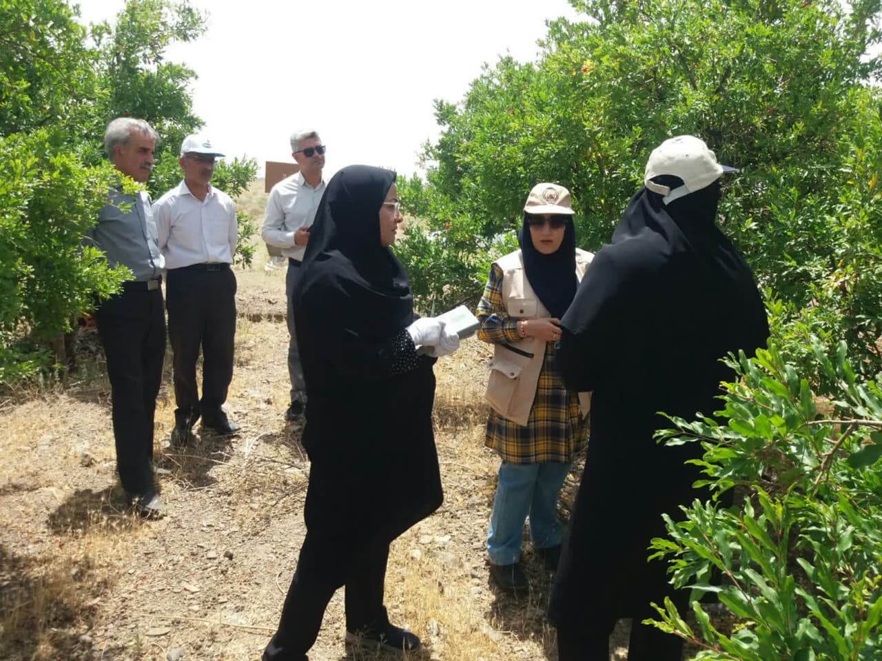 بازدید رئیس گروه پیش آگاهی سازمان حفط نباتات کشور از باغات انار فردوس