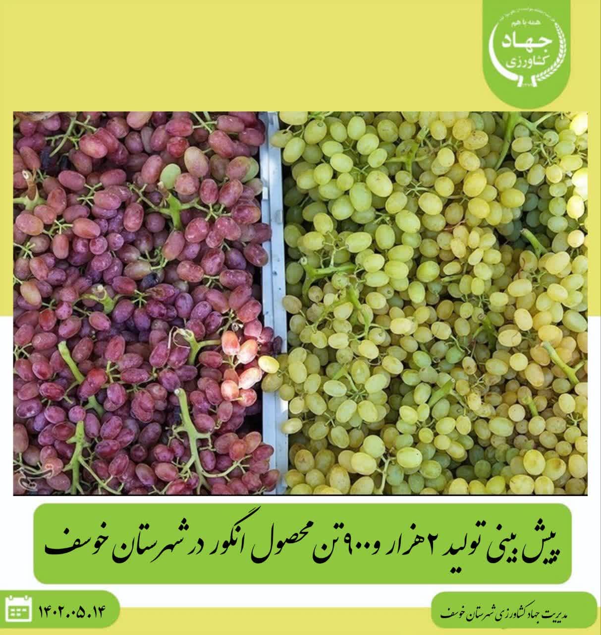 پیش بینی تولید ۲هزار و۹۰۰ تن محصول انگور در شهرستان خوسف
