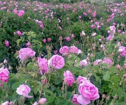 افزایش ۱۲ درصدی سطح زیر گشت گل محمدی در استان