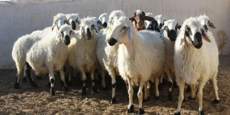 توزیع و فروش گوسفند اصلاح نژادی 